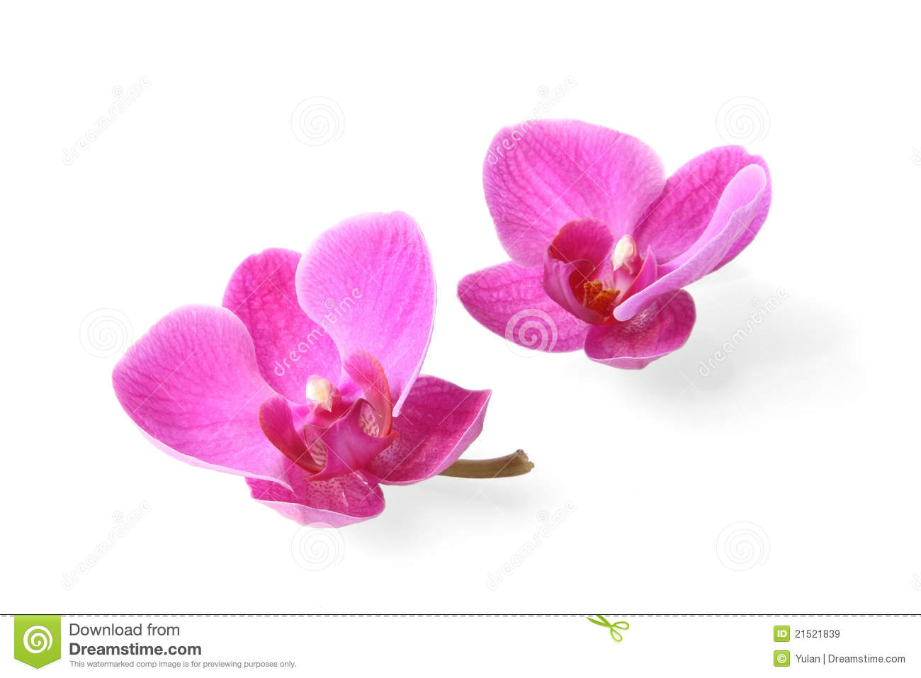 Two Orchid Flowers On White Background  With Clipping Path