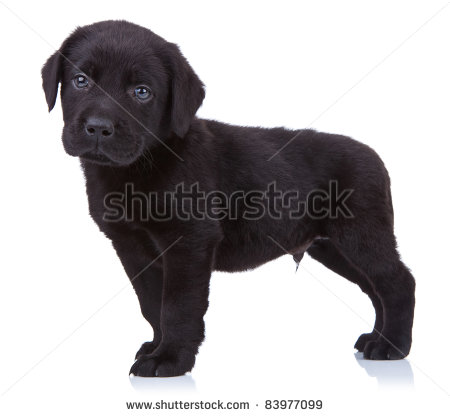 Black Lab Clip Art Curious Black Labrador