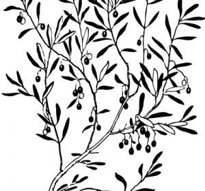 Olive Branch Clip Art 5494 Jpg