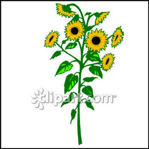 Tall Sunflower Plant   Royalty Free Clipart Picture