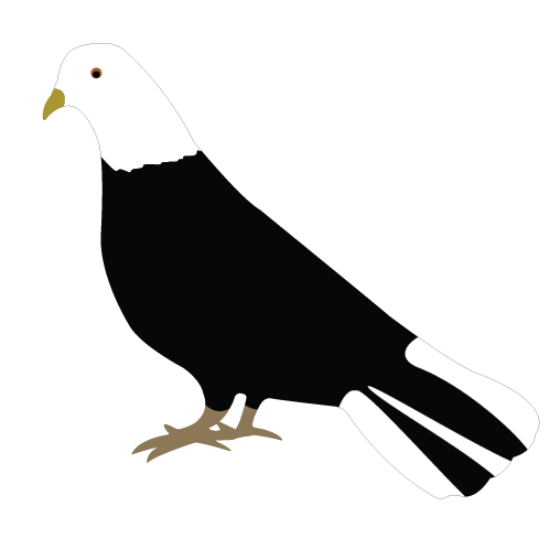 Black And White Dove Clipart