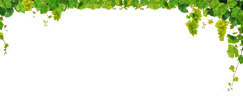 There Is 35 Leaf Of Grape Vines   Free Cliparts All Used For Free