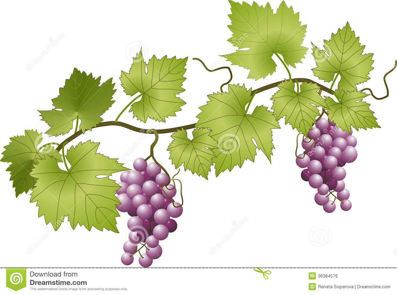 Vector Illustration Of Grapevine Grapes And Leaves