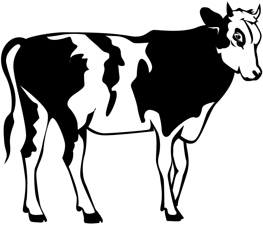 Black And White Young Holstein Cow   Visit This Link   New
