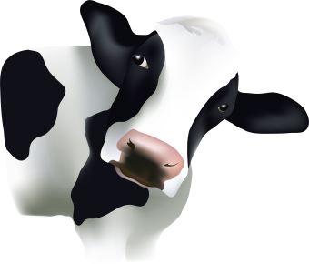 Holstein Cow Clip Art