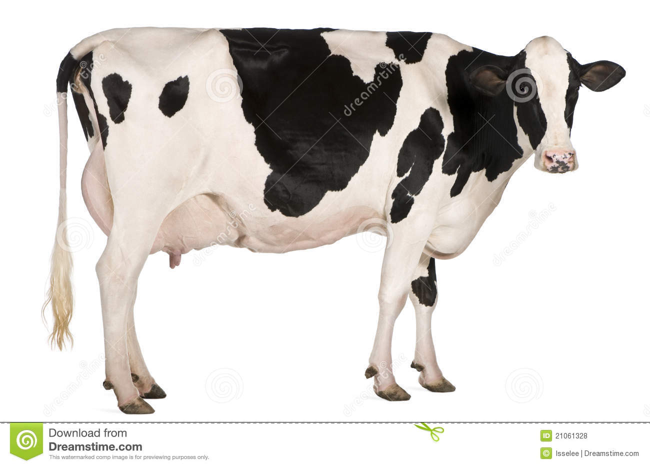 Holstein Cow Clipart Holstein Cow Clipart Cow Cli Holstein Cow