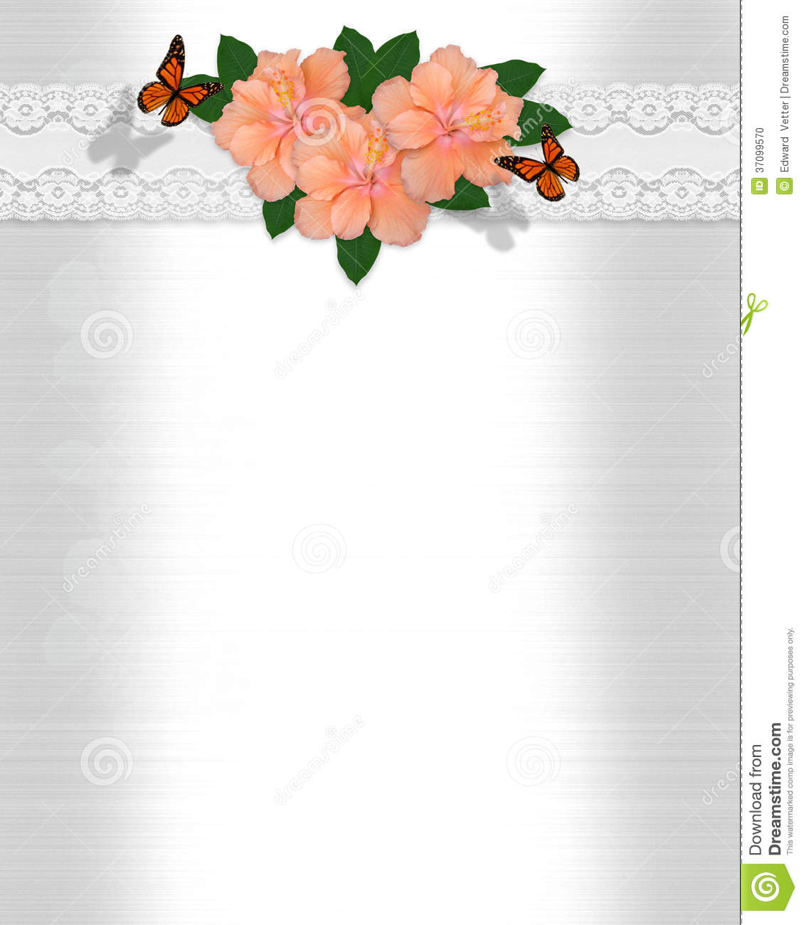 Of Beautiful Peach Color Hibiscus Flowers White Lace Border    