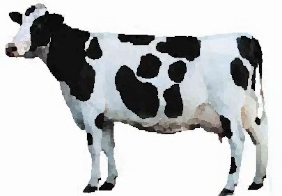 Token April Cow Article   Cow Hampshire