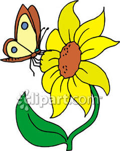 Butterfly On A Sunflower   Royalty Free Clipart Picture