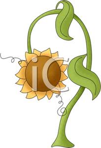 Droopy Sunflower   Royalty Free Clipart Picture