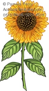 Sunflower Drawing Royalty Free Clip Art Picture