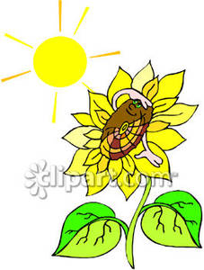 Sunflower In The Sun   Royalty Free Clipart Picture