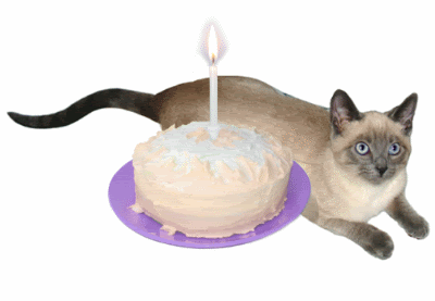 Cat S Clips  Siamese Cat Birthday Cake