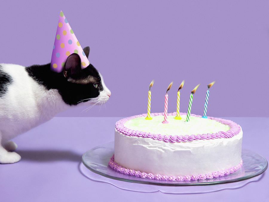 Cat Wearing Birthday Hat Blowing Out Candles On Birthday Cake