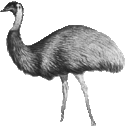 Emu Clipart Picture Emu Gif Png Icon Image