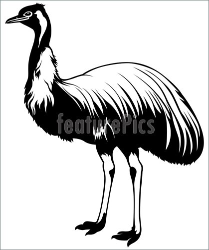 Ostrich Emu  Dromaius Novaehollandiae    Black And White Illustration