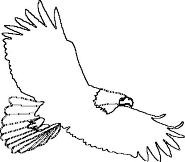 Eagle Outline Coloring Page Here Home Bald Eagle Bald Eagle Outline