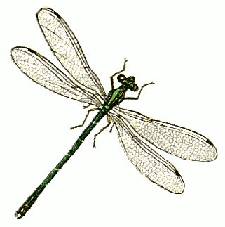 Free Green Bodied Damselfly Clipart   Free Clipart Graphics Images