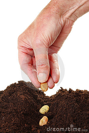 Of A Males Hand Planting Broad Bean Seeds Into A Furrow In Soil