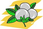 Black And White Plant Clipart Gray And White Plant Clipart