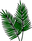 Palm Leaves For Palm Sunday