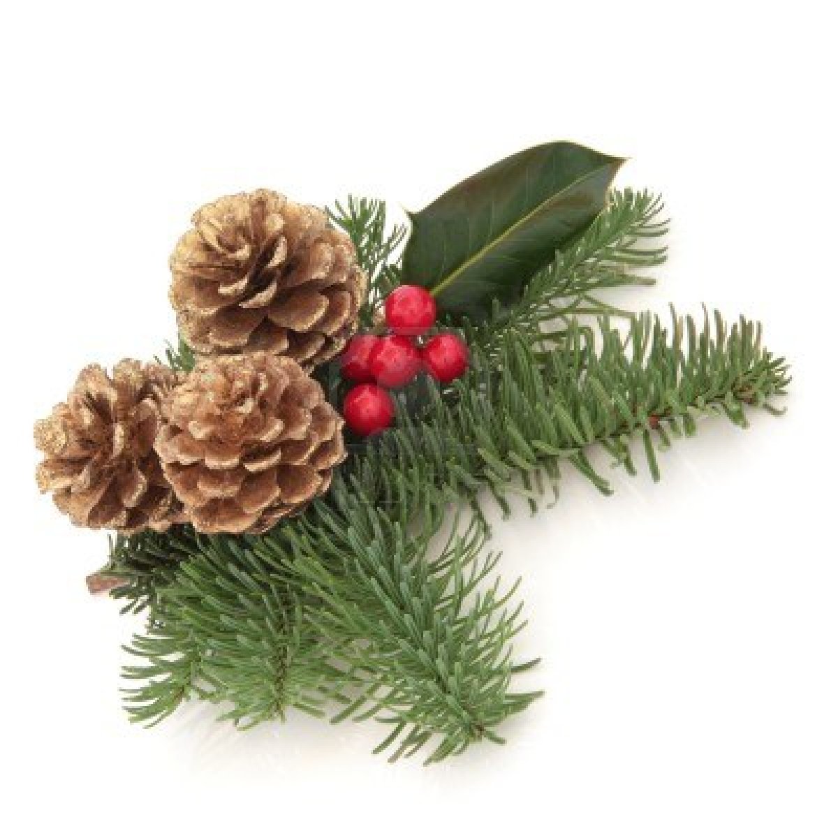 Berry And Blue Spruce Fir Leaf Sprigs With Golden Pine Cones Isolated