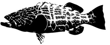Black Grouper   Fish Vector Stock Image