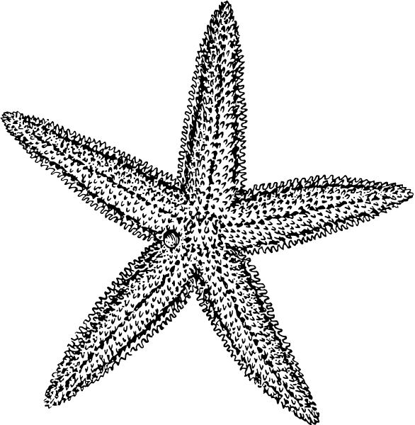Free Black And White Starfish Clipart