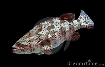 Giant Grouper Fish On Black Background Stock Image   Image  23928301