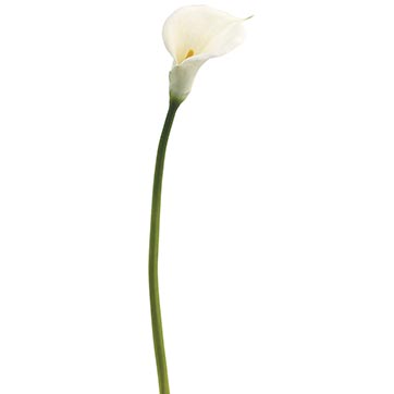 Home 34 Inch Calla Lily  Set Of 3    Closeout