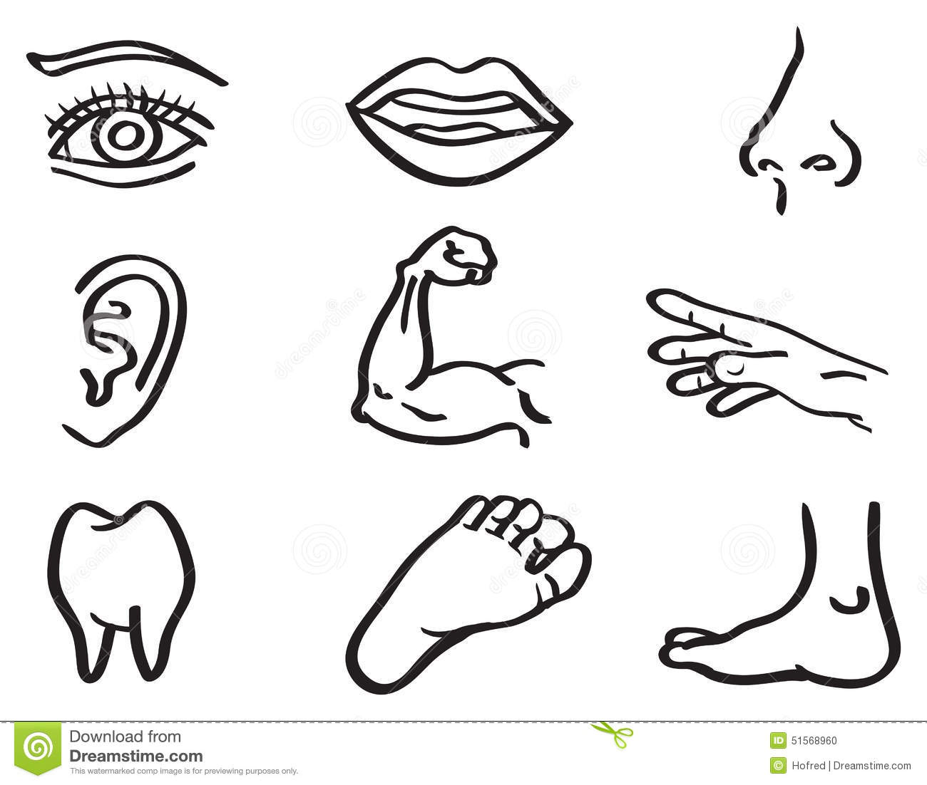 Human Body Parts Vector Illustration In Line Art Style Stock Vector