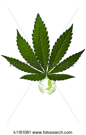 Medical Marijuana View Large Photo Image