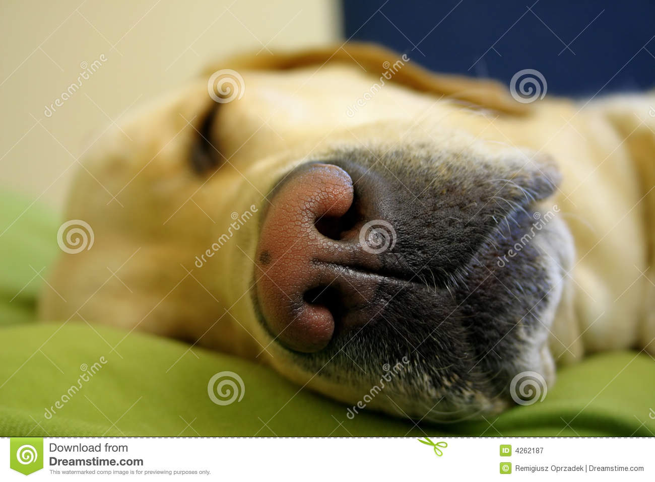 Sleeping Labrador Puppy Royalty Free Stock Photography   Image