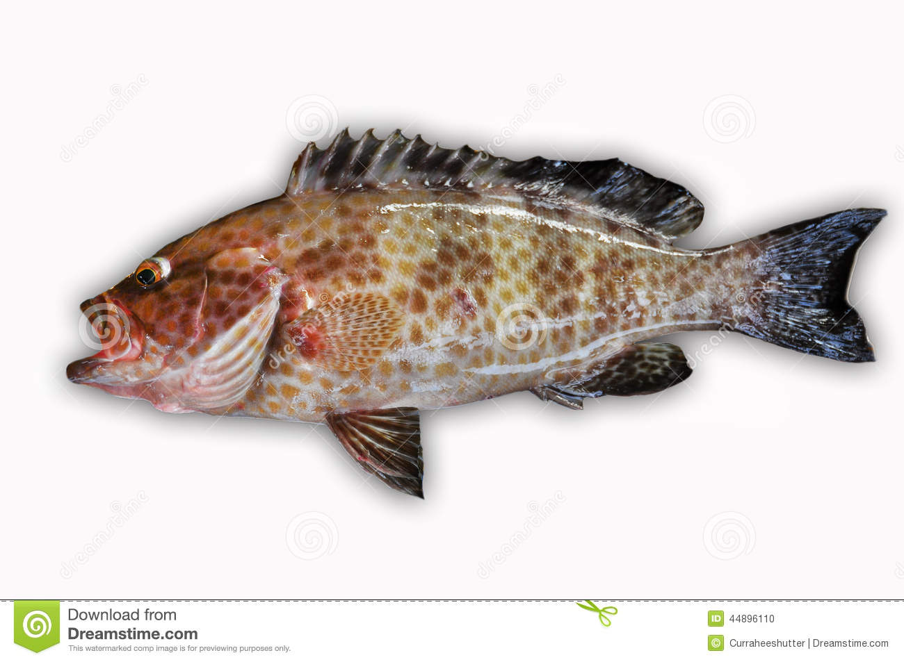 Stock Photo  Fresh Grouper On White Backgroundfillet Of Fish Healthy    