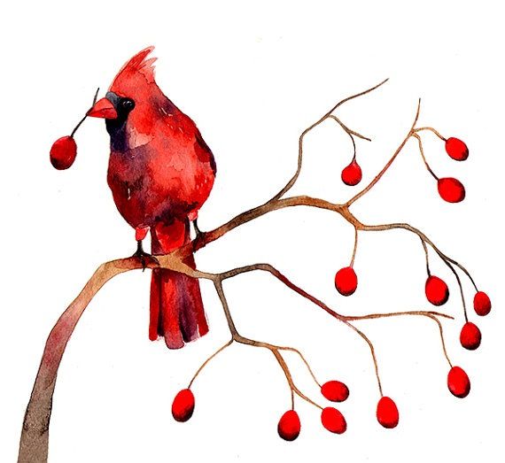 Cardinal   Art   Watercolor Birds   Pinterest