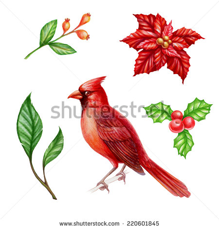 Christmas Clip Art Holly Cardinal Christmas Greeting Card Vector