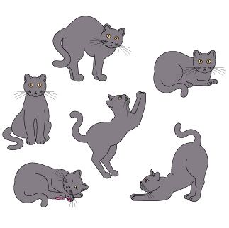 Clipart Grey Cat   Cliparts   Pinterest