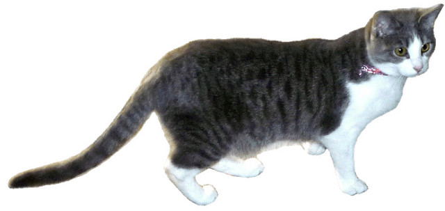 Grey And White Cat Standing Clipart Lge 13 Cm Long   Flickr   Photo    