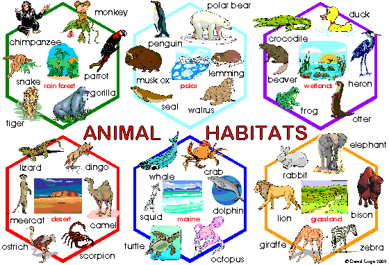 Inmaculada Bilingual Blog  Animals Habitats Poster
