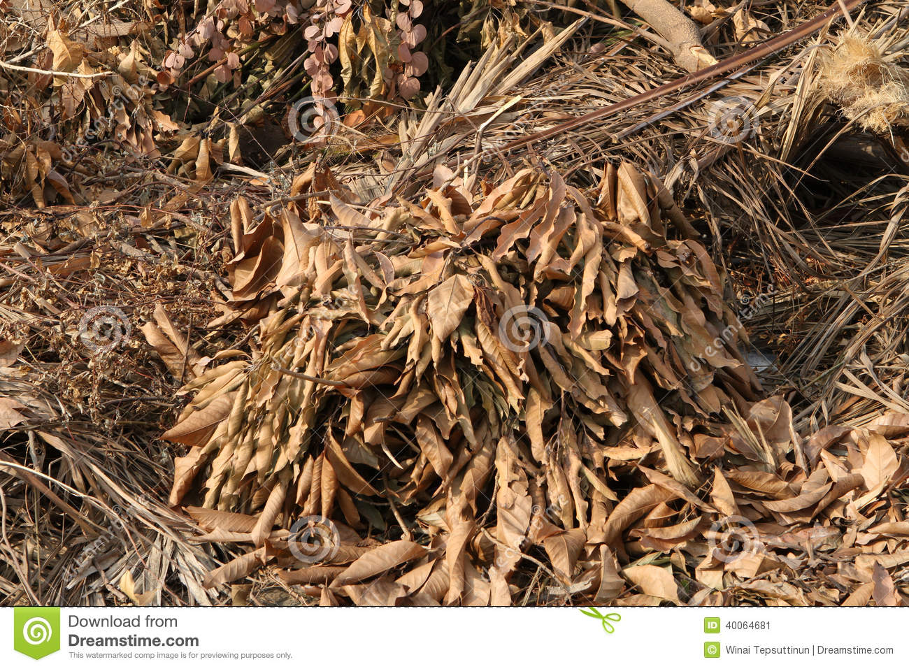 Pile Of Dried Plant Stock Photo   Image  40064681