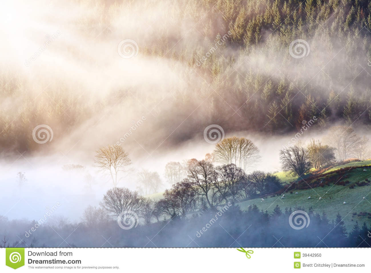 Blanket Fog   Mist Over Forest And Farmland In A Welsh Valley Wales