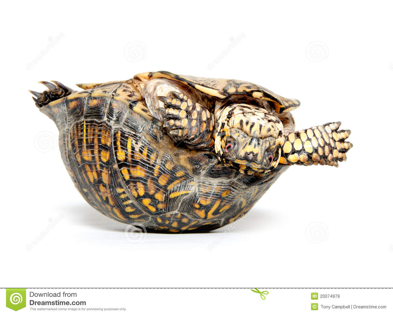 Box Turtle Upside Down Royalty Free Stock Images   Image  20074979