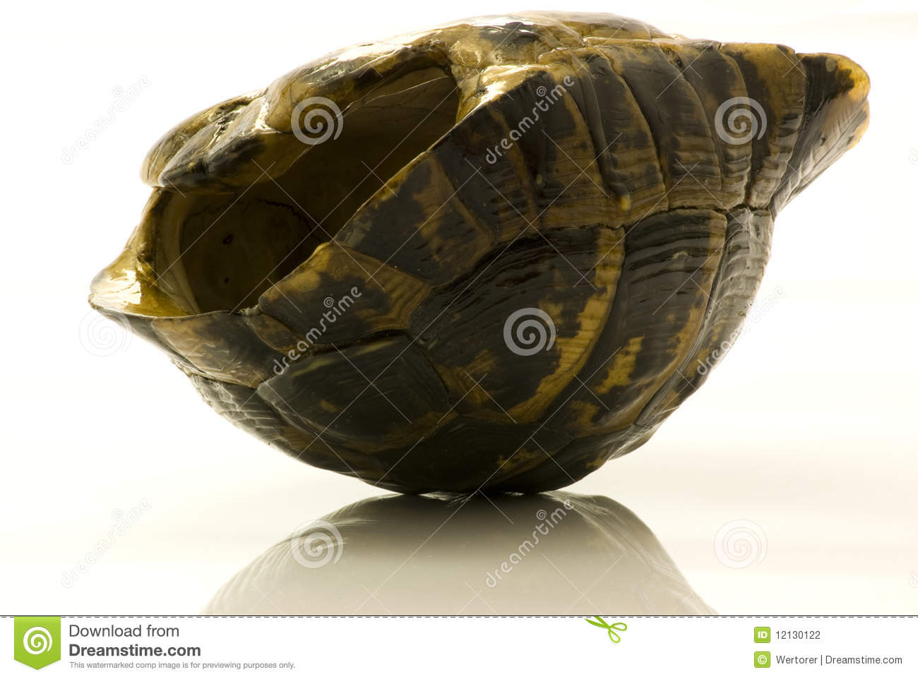 Empty Turtle Shell Turned Upside Down Stock Photography   Image