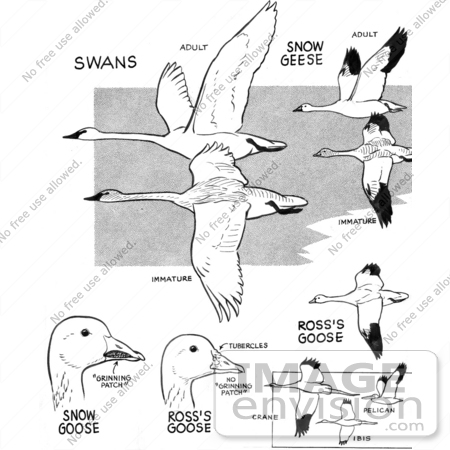 Flying Geese Clip Art Tattoo Page 2 Picture