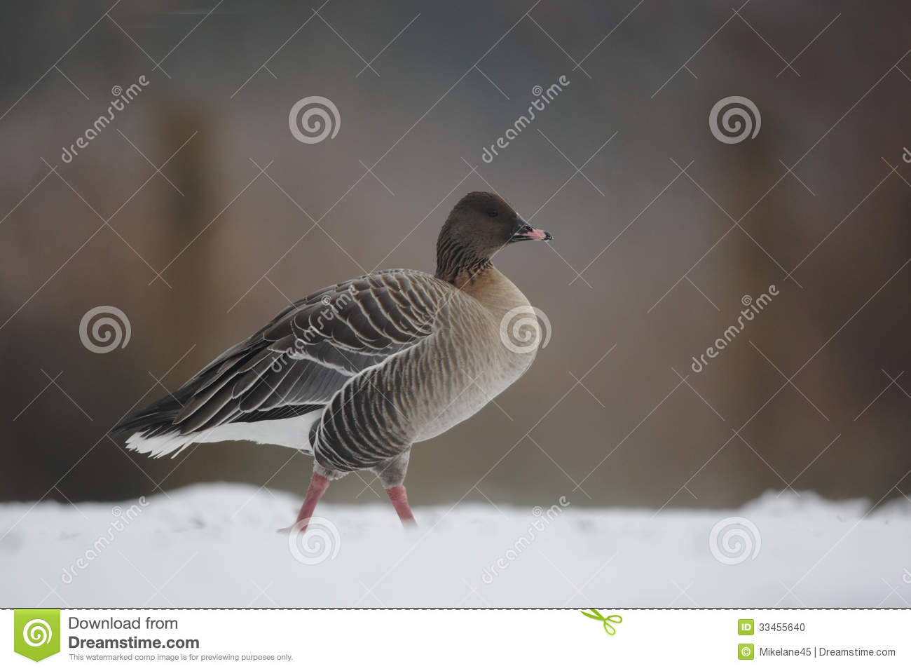 Pink Footed Goose Anser Brachyrhynchus Stock Photo   Image  33455640