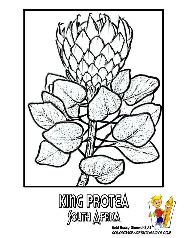 South Africa  King Protea Flower Coloring Book Picture