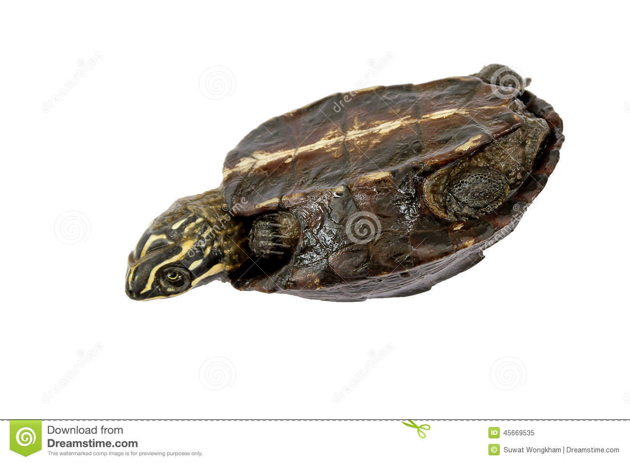 Stock Photo  Turtle Turtle Upside Down Trying To Turn Over