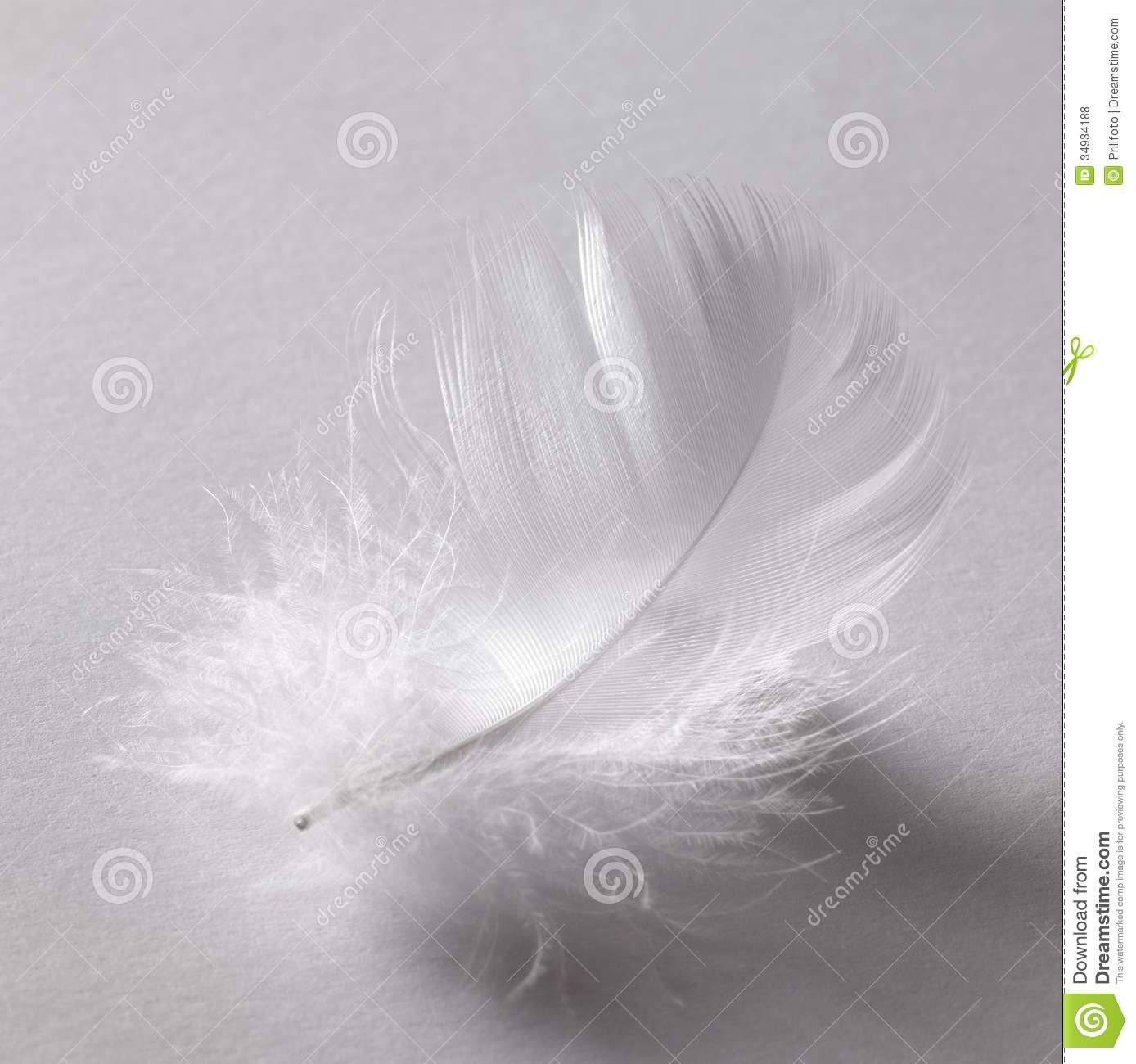 Studio Photography Of A White Fluffy Down Feather In Grey Back 