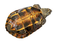 Turtle Turtle Upside Down Trying To Turn Over  Royalty Free Stock