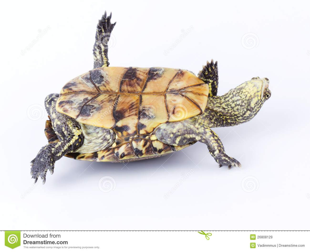 Turtle Upside Down Royalty Free Stock Images   Image  26808129